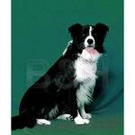 Backdrop Alley 58x120" Velour Backdrop - Hunter Green