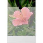 Dot Line S-00740  Plastines Envelopes (11x14", 200 Envelopes)
