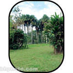 Botero #C716 5x7' Scenic Background