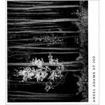 Little Brown Book: Ansel Adams at 100 (Hardcover)