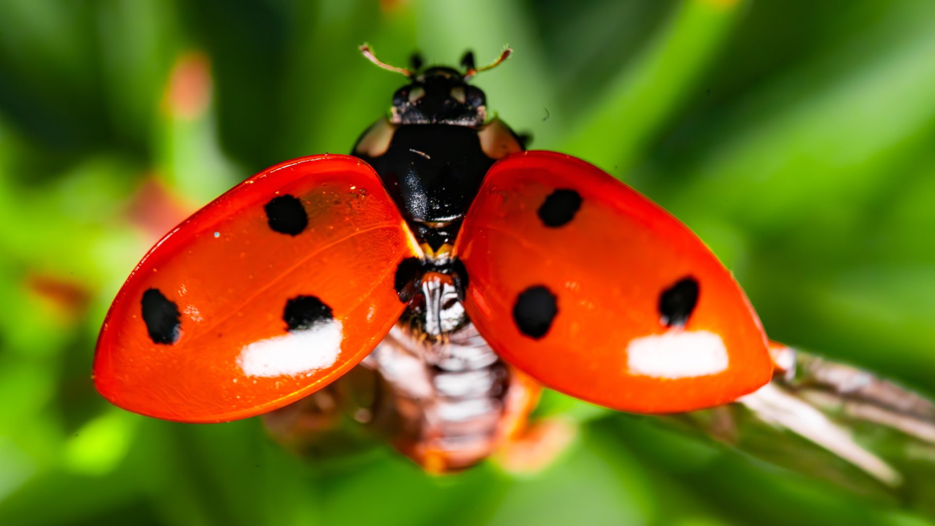 The World of Macro Photography The World of Macro Photography