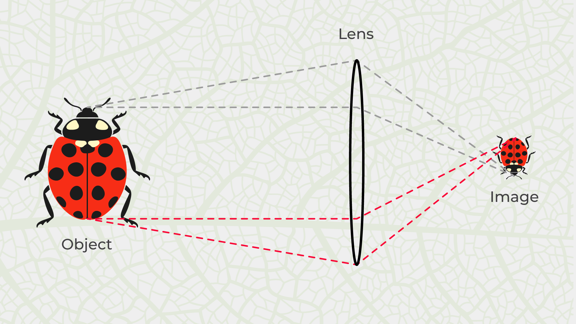 Magnification Magnification