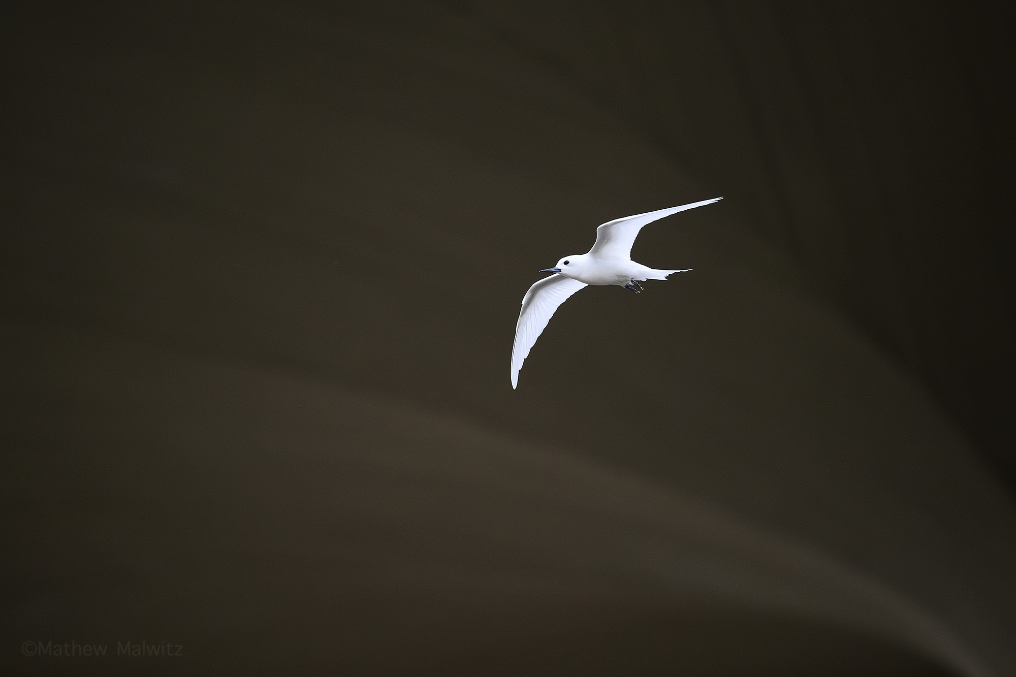 White Tern White Tern