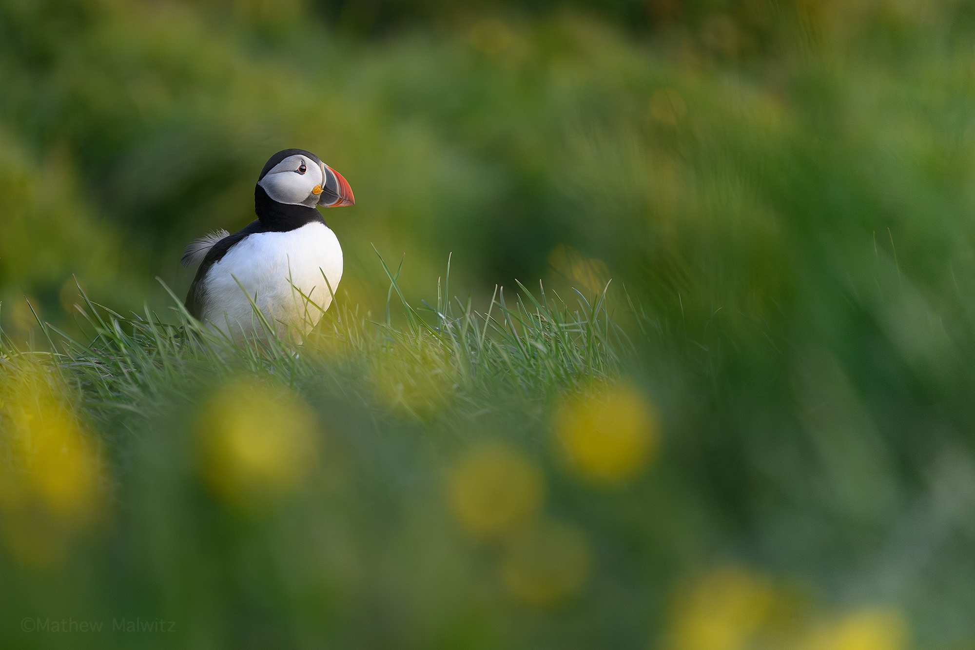 Small in-frame Puffin Small in-frame Puffin