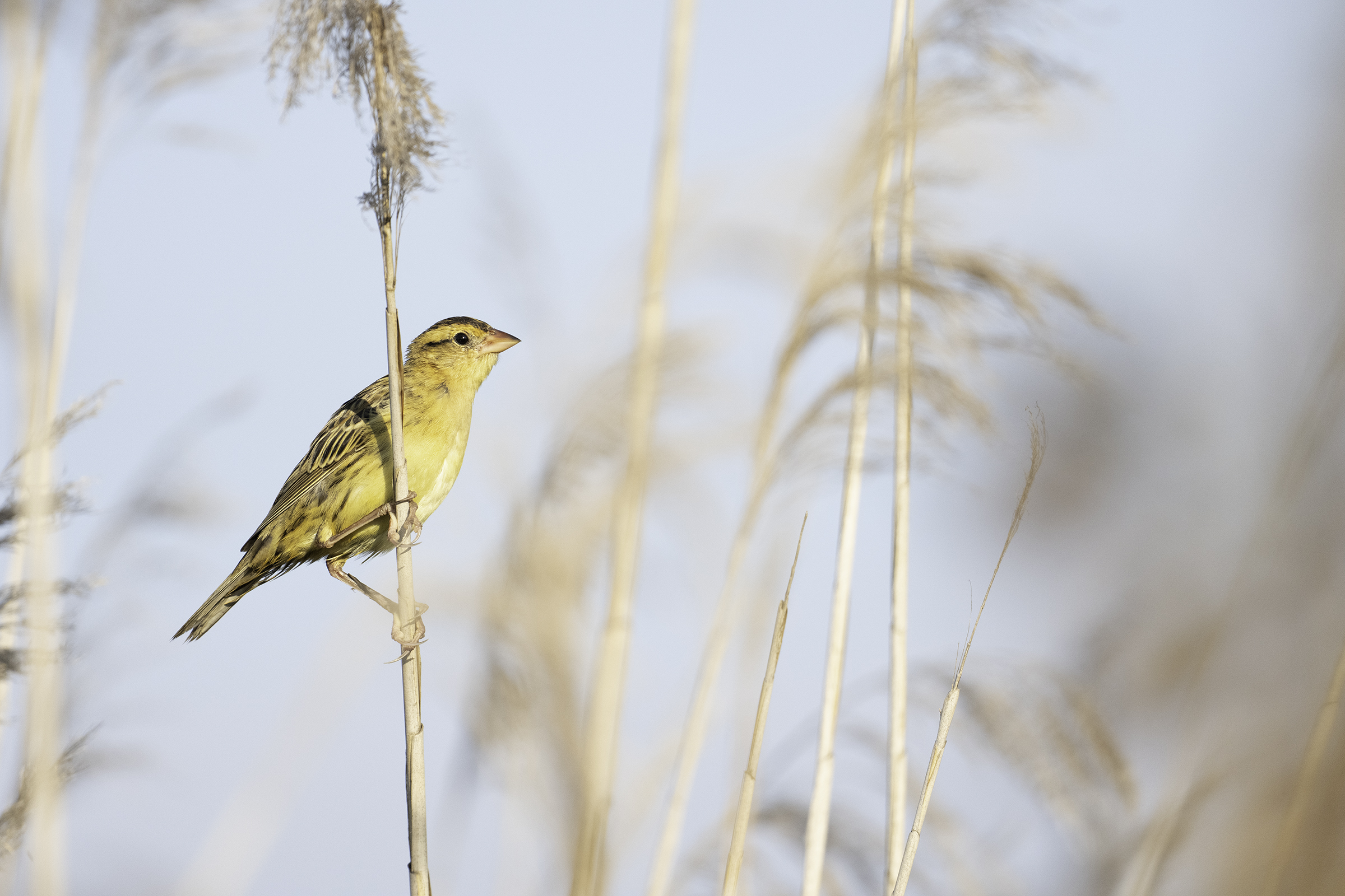 Bobolink ~ Sony FE 600mm f/6.3 GM on the a1 II, f/6.3, 1/2500, ISO 1000 