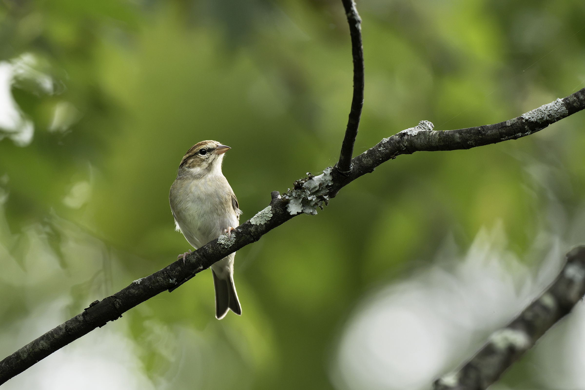 Chipping Sparrow ~ Sony FE 600mm f/6.3 GM on the a1 II, f/6.3, 1/2500, ISO 2000