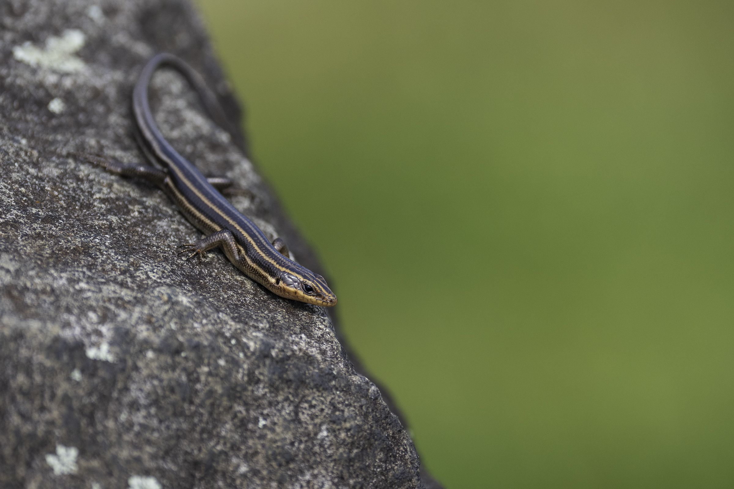 Five-lined skink ~ Sony FE 400mm f/4.5 GM on the a1 II, f/4.5, 1/2000, ISO 800 