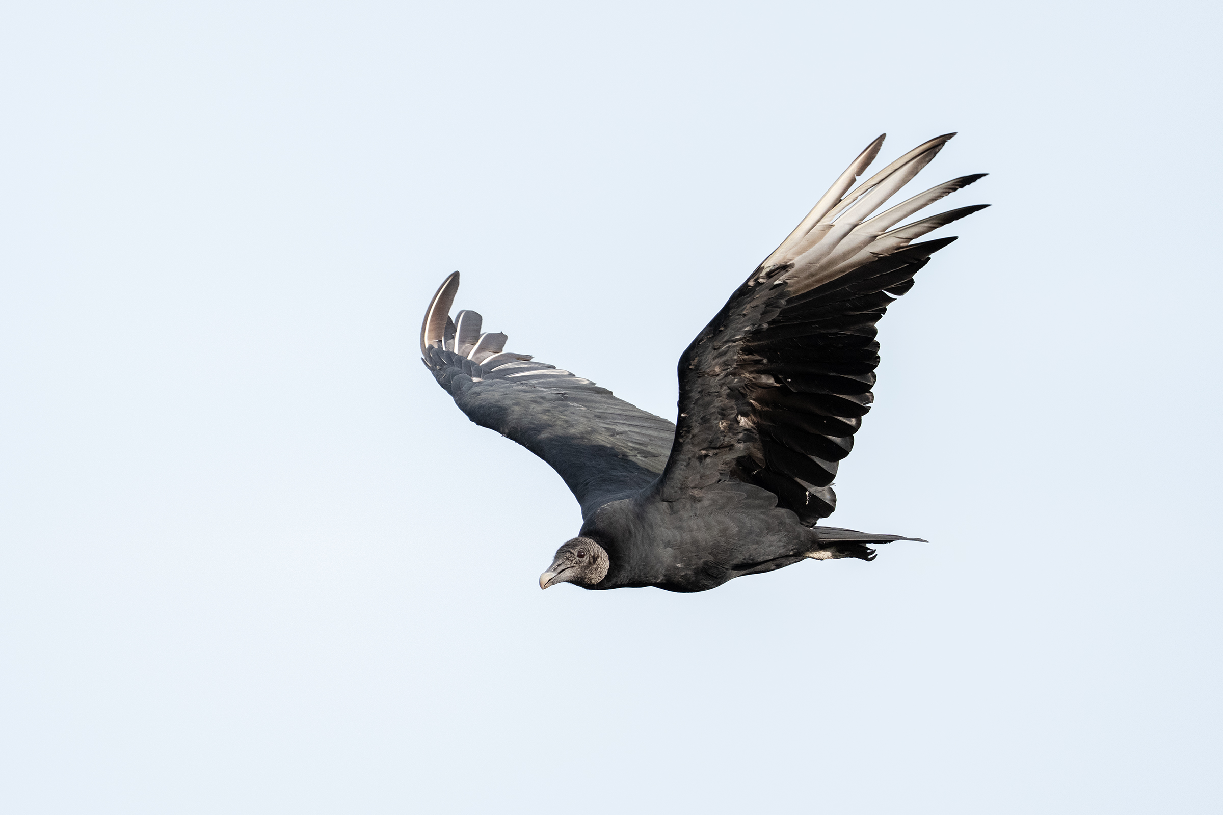 Black Vulture ~ Sony FE 600mm f/6.3 GM on the a1 II, f/6.3, 1/2500, ISO 1600
