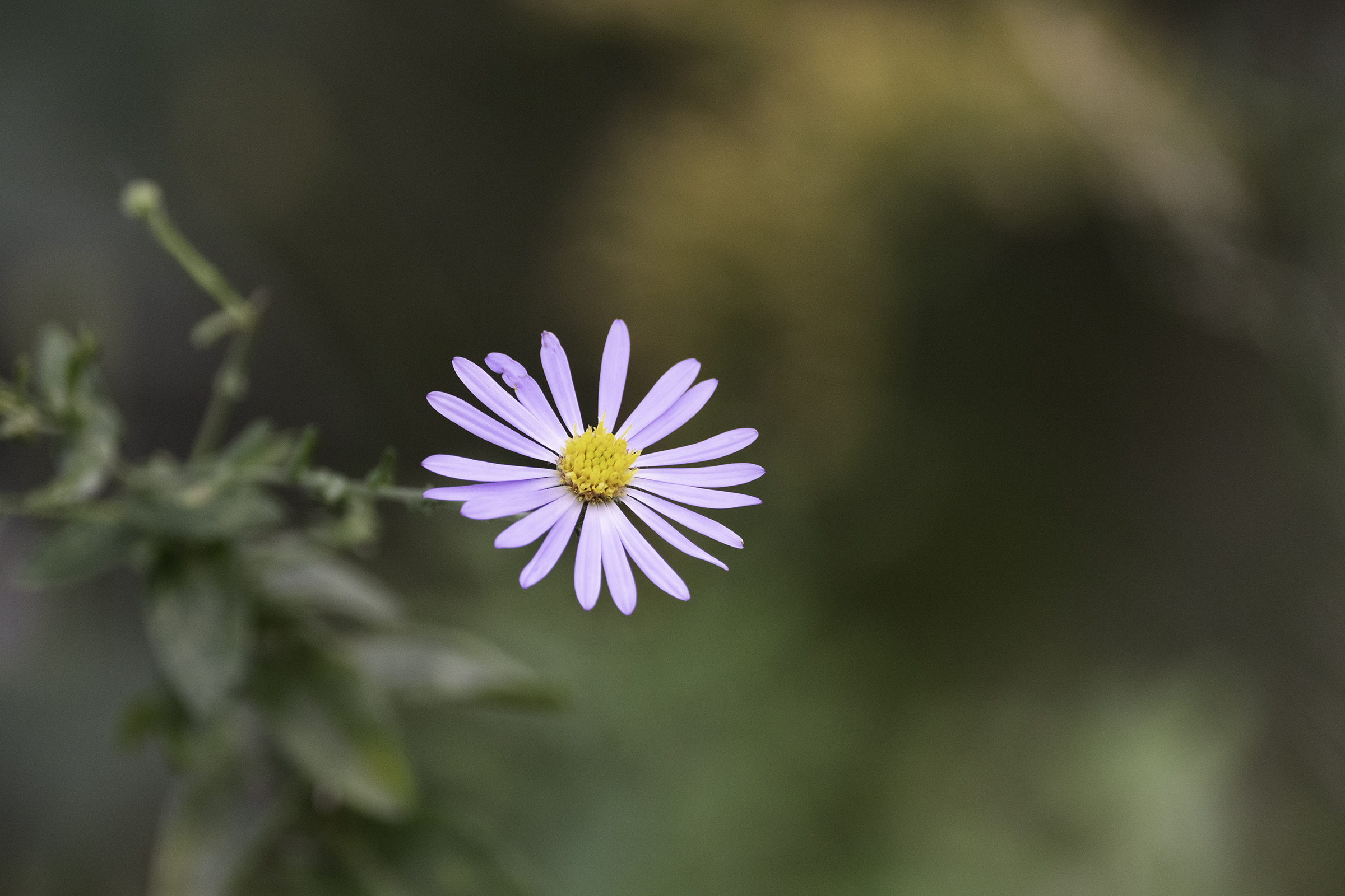 New York Aster ~ Sony FE 600mm f/6.3 on the a1 II, f/6.3, 1/500, ISO 1600
