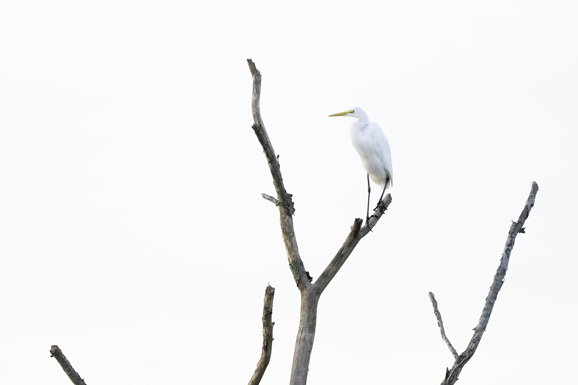 Great Egret ~ Sony FE 400mm f/4.5 GM, f/4.5, 1/2000, ISO 4000