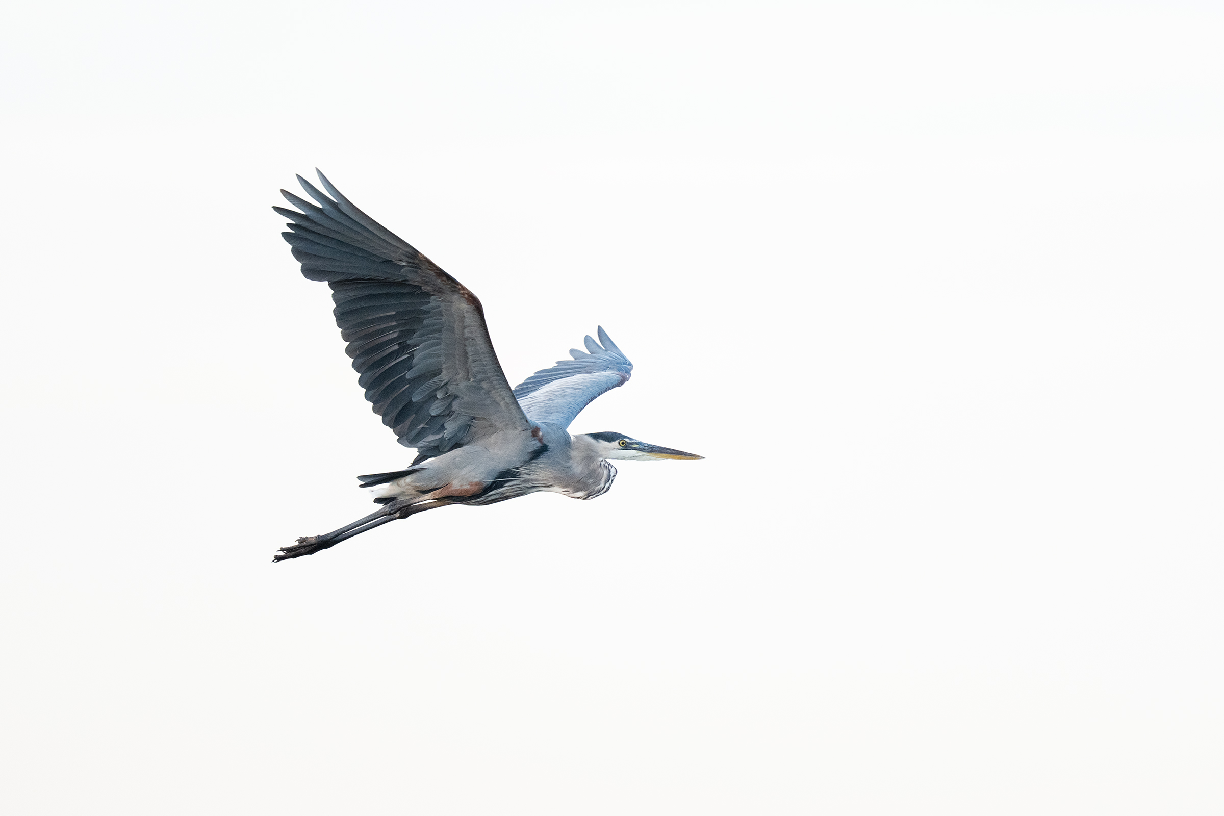 Great Blue Heron ~ Sony FE 400mm f/4.5 GM on the a1 II, f/4.5, 1/1600, ISO 800