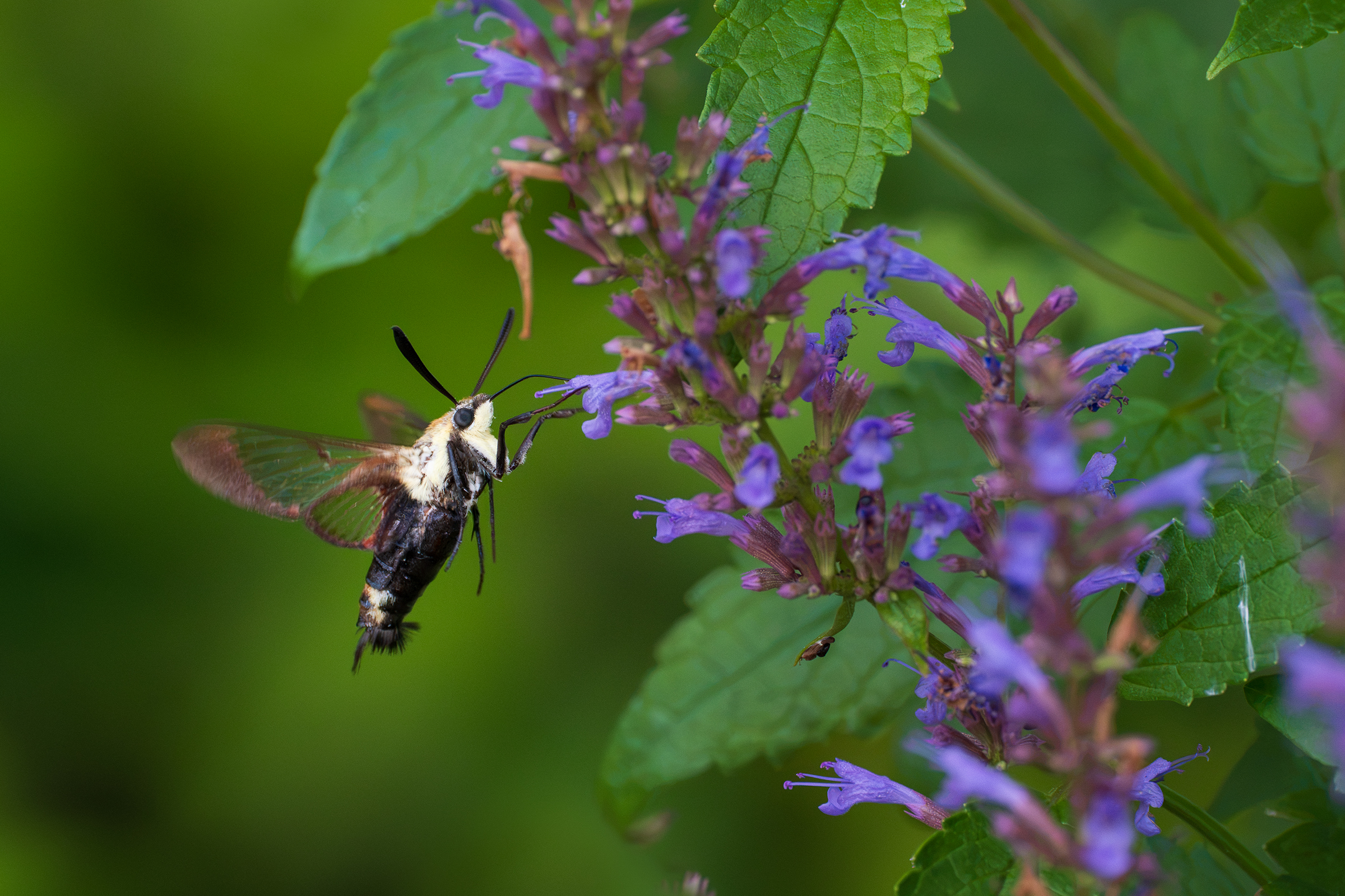 Hummingbird Moth ~ Sony FE 600mm f/6.3 on the a1 II, f/6.3, 1/640, ISO 4000