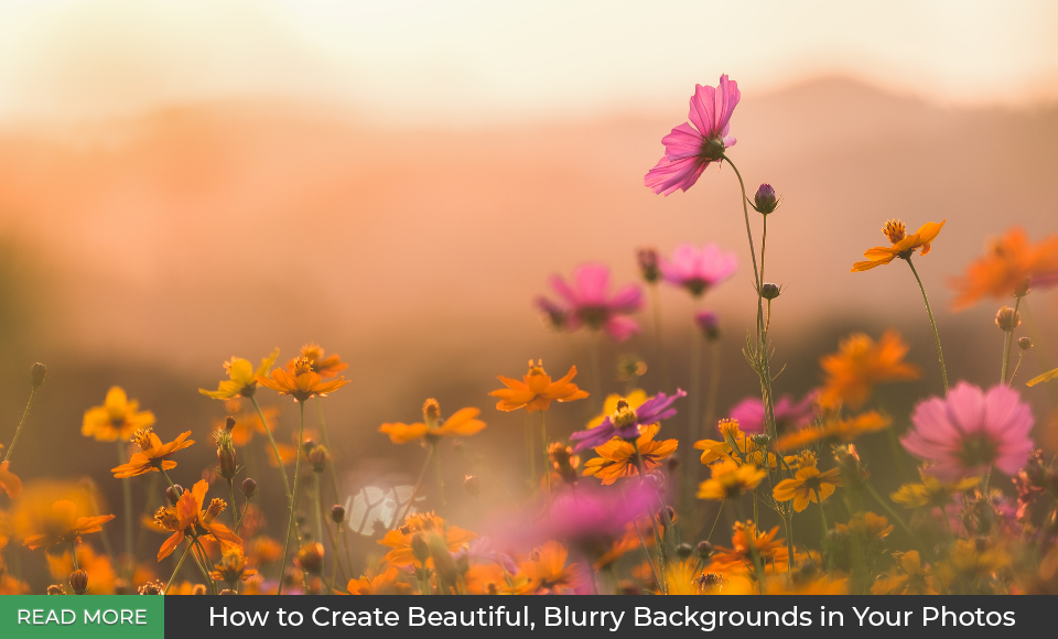 How to Create Beautiful, Blurry Backgrounds in Your Photos How to Create Beautiful, Blurry Backgrounds in Your Photos