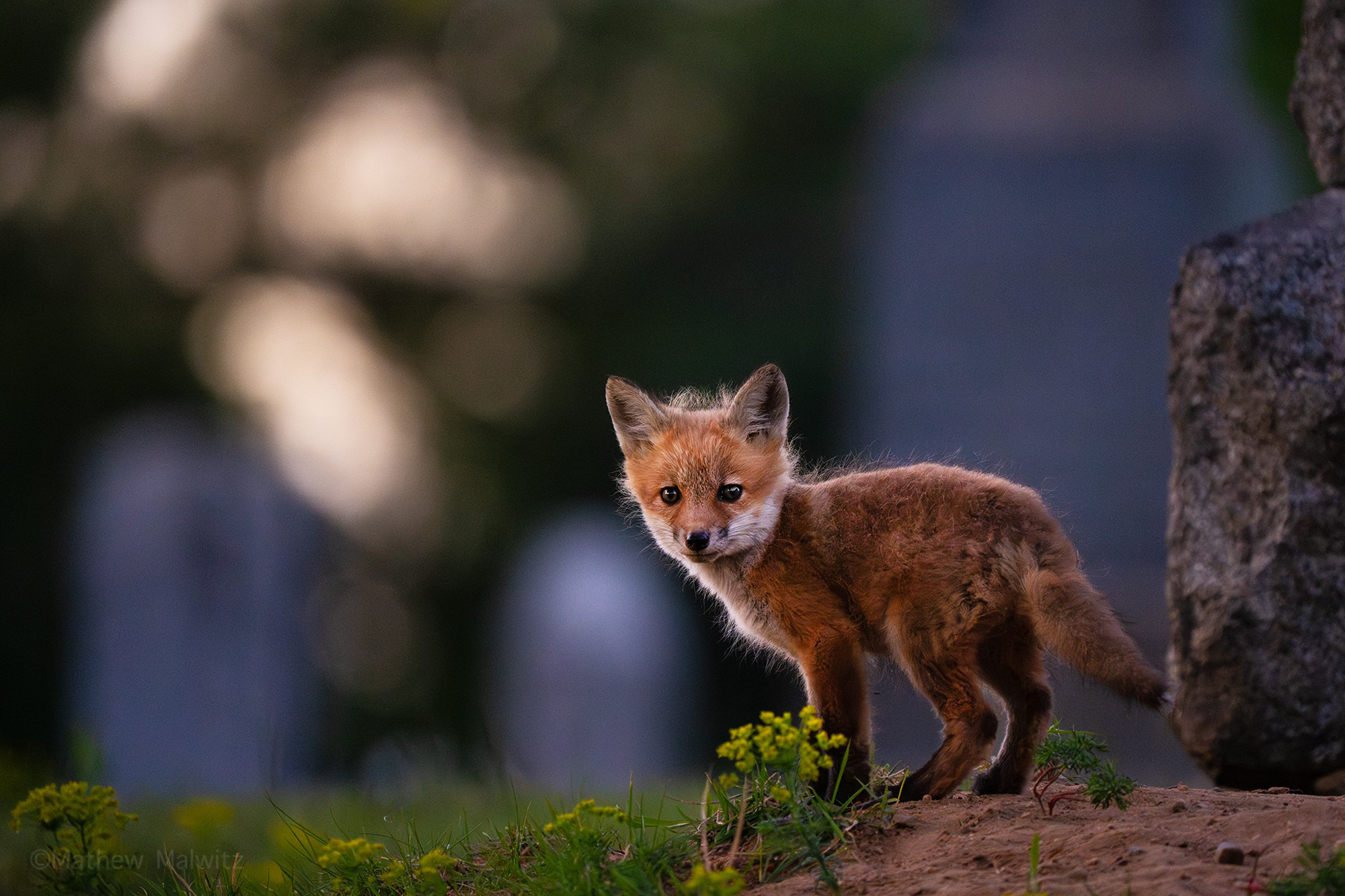 Fancy Fox Kit Fancy Fox Kit