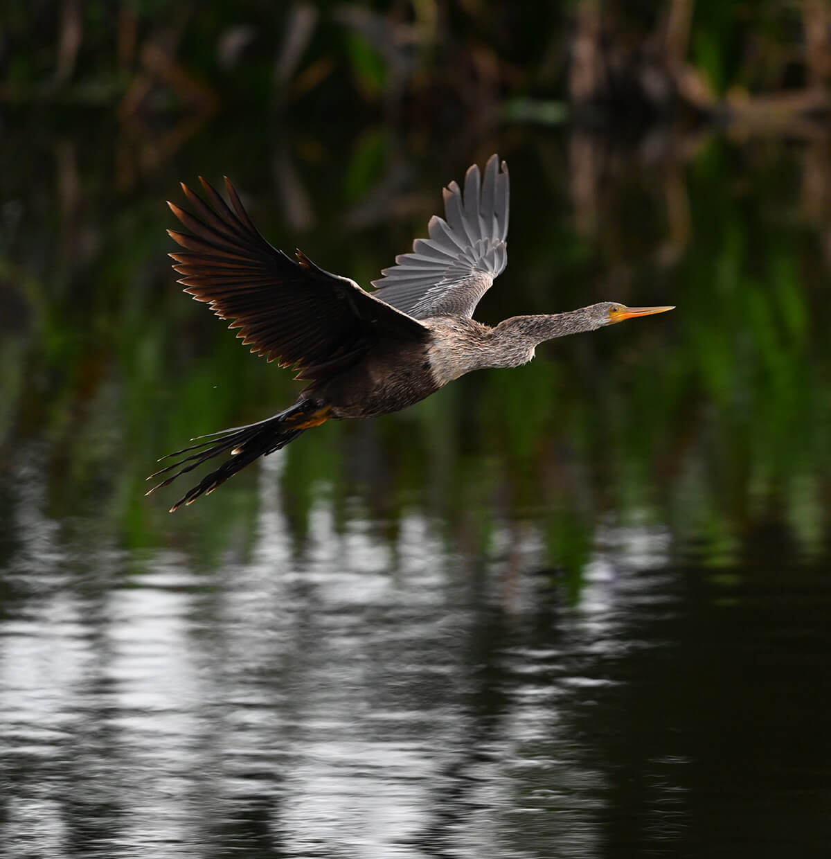 Firmware 2.0 adds a new [Bird] Mode for improved detection and AF tracking