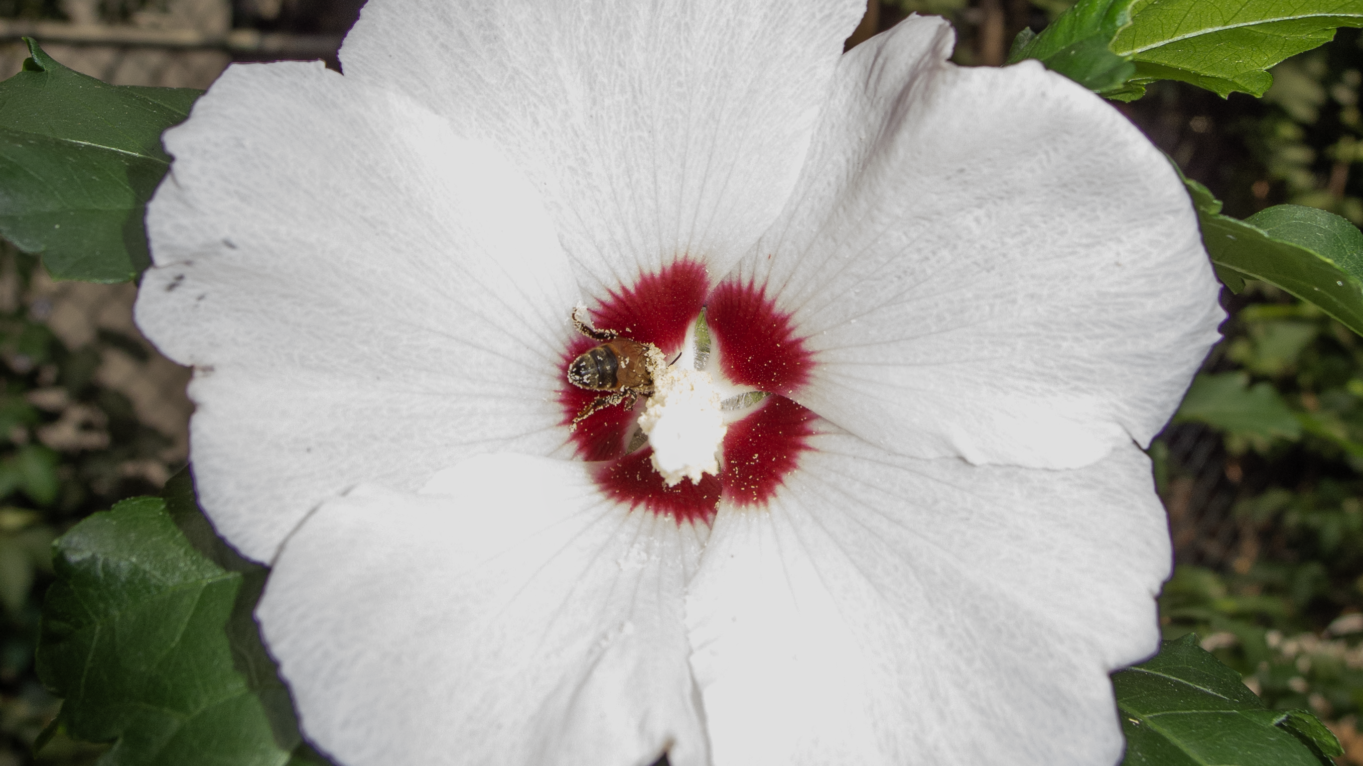 Bee covered in pollen inside of hibiscus flower Bee covered in pollen inside of hibiscus flower