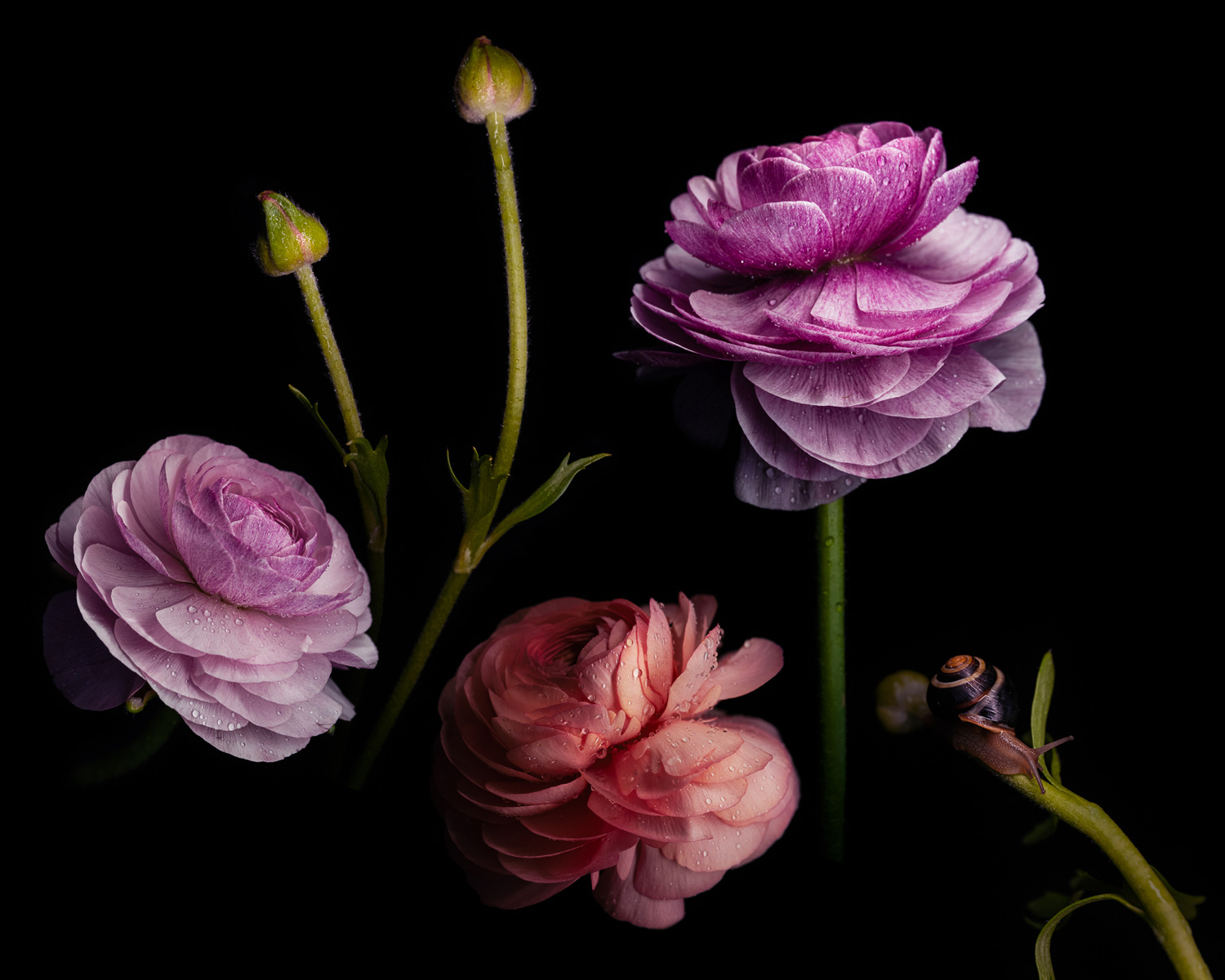 Taken with Sigma 70mm F2.8 DG Macro Art Lens Taken with Sigma 70mm F2.8 DG Macro Art Lens