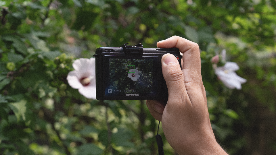 Showing the LCD screen of a point-and-shoot camera taking a photo of a flower Showing the LCD screen of a point-and-shoot camera taking a photo of a flower