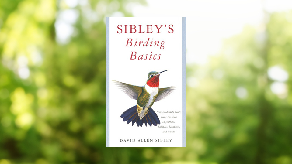 Sibley Guides Birding Basics Sibley Guides Birding Basics