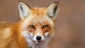 The Ethics of Wildlife Photography