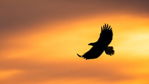 Why Birders Struggle with Photography
