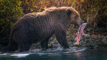 Wildlife Photography, with Nate Luebbe