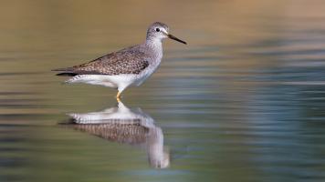 Shorebird Photography: Beat the Heat this Summer