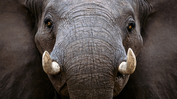 Wildlife Photography on the B&H Photography Podcast 