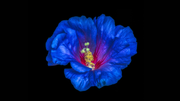 Printing Surrealistic Color