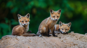 The Ethics of Wildlife Photography
