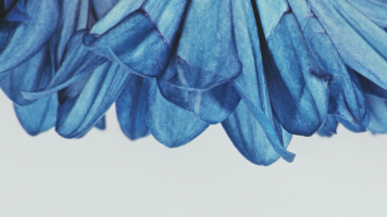 Small World, Big Detail: The Ultimate Macro Lens Buying Guide