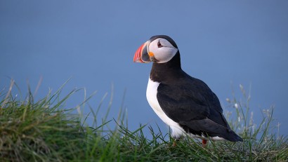 Choosing a Lens for Wildlife Photography