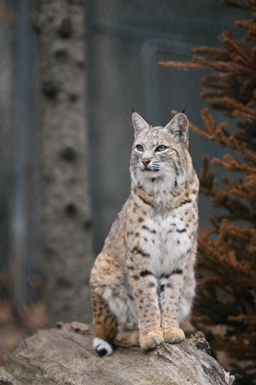 A 70-200mm lens allows both tight portraits and wider environmental shots.