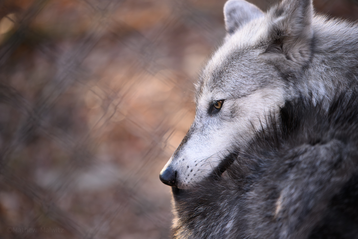 In this case, the wolves were much too close to the fence, so it was impossible to fully hide it. While the lens could be placed close to the fence, I couldn't get too close as a wolf could easily take a finger if it wanted to.
