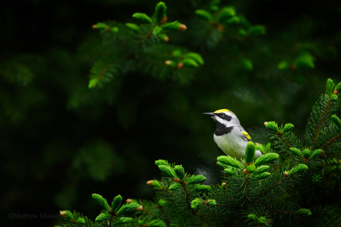 Conifers make for excellent framing aids. A Golden-winged warbler framed between layers of a spruce tree.