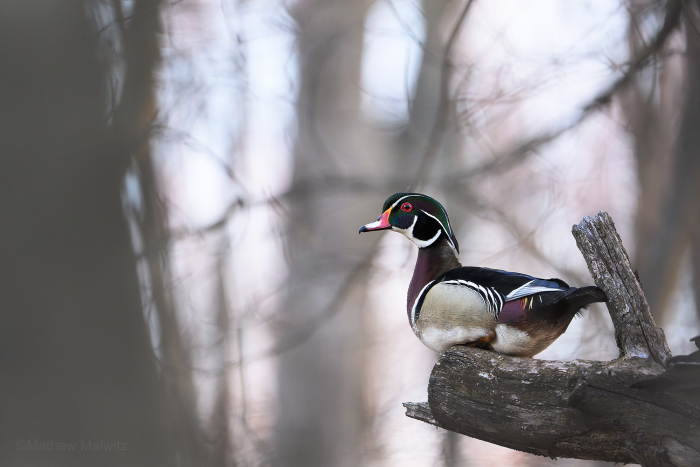 This wood duck was about 15 feet up in the tree, but by standing back, I was able to make it appear as if the wood duck and I were both at the same level.