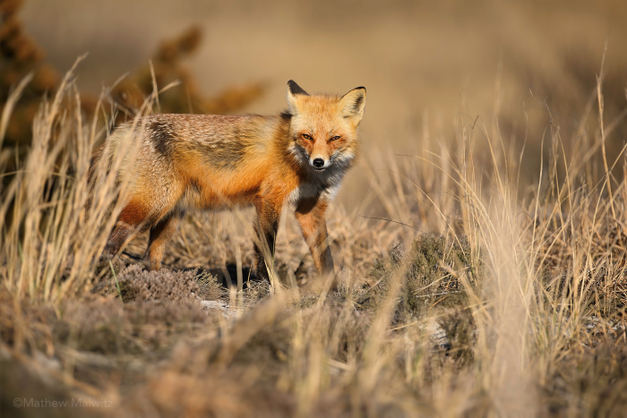 This fox was atop a short dune, allowing me to get an eye level perspective while standing.
