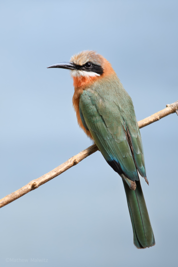 While bright at first glance, this image was taken within an indoor aviary. A fast aperture was a must.