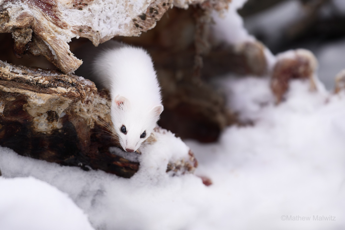 No matter how cute your subject is, leave the connection at eye contact and take it no further.