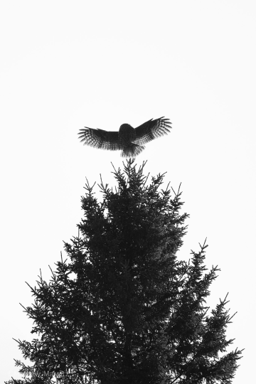 For creative reasons, you may opt for a composition without the subjects' eyes visible.