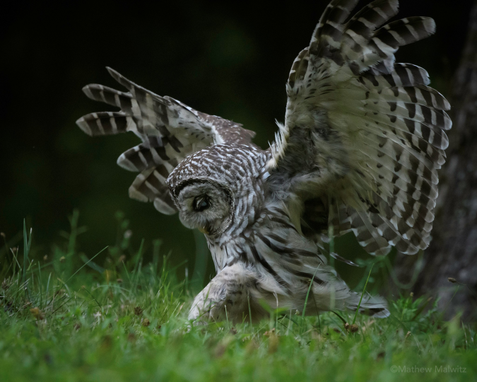 If the focus is not on the entire animal, but its head or another specific area, is head room as important? Does the above image cut or clip the wing? Does the missing wingtip hinder the images message, or is the action of the shot well represented as is?