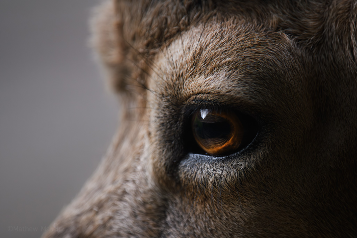 Ok, maybe not always this close, but you get the idea. That said, close-ups like this are very possible with a long enough lens.