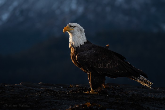 Lighting, composition, patience, and some enhancements in post came together to make this image of a bald eagle appear as it did to the naked eye. Lighting, composition, patience, and some enhancements in post came together to make this image of a bald eagle appear as it did to the naked eye.
