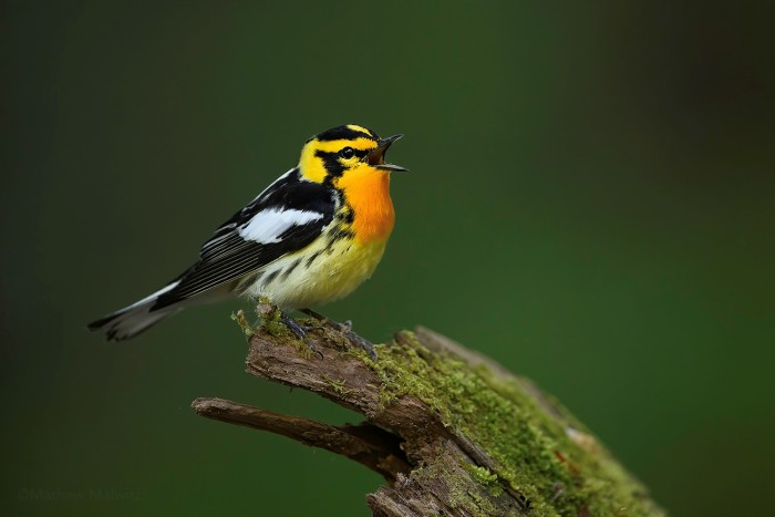 An ideal look at the strikingly marked blackburnian warbler from years past. Hard to believe that this bird can be found nesting just an hour outside of NYC. An ideal look at the strikingly marked blackburnian warbler from years past. Hard to believe that this bird can be found nesting just an hour outside of NYC.