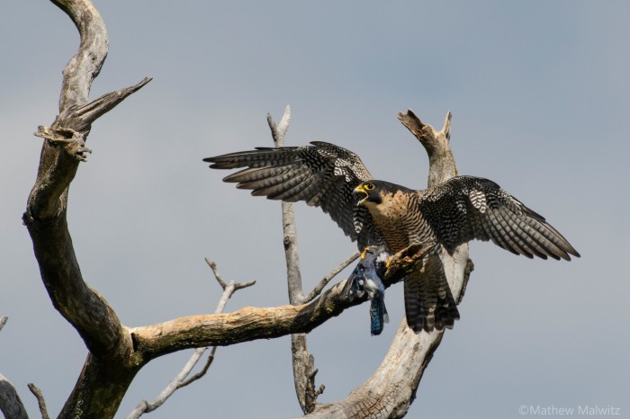 A peregrine falcon seconds after landing with prey. Surely a cool moment, but squint and you’d be hard pressed to tell where the tree ends and the bird begins. A peregrine falcon seconds after landing with prey. Surely a cool moment, but squint and you’d be hard pressed to tell where the tree ends and the bird begins.