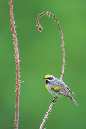 Why the “x Blue-winged” in the name of this guy? Note the yellow patch on the chest. Why the “x Blue-winged” in the name of this guy? Note the yellow patch on the chest.