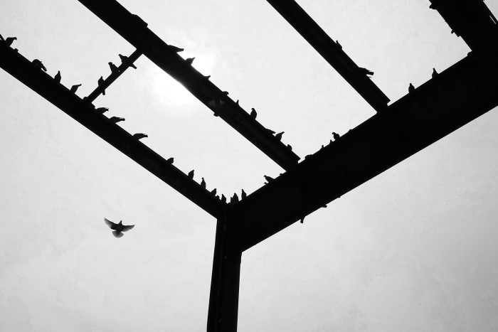 Pigeons desecrating Titanic’s Memory on Pier 54 ~ OM system PEN and the M.Zuiko Digital 17mm f/1.8 II, f/16, 1/500, ISO 200