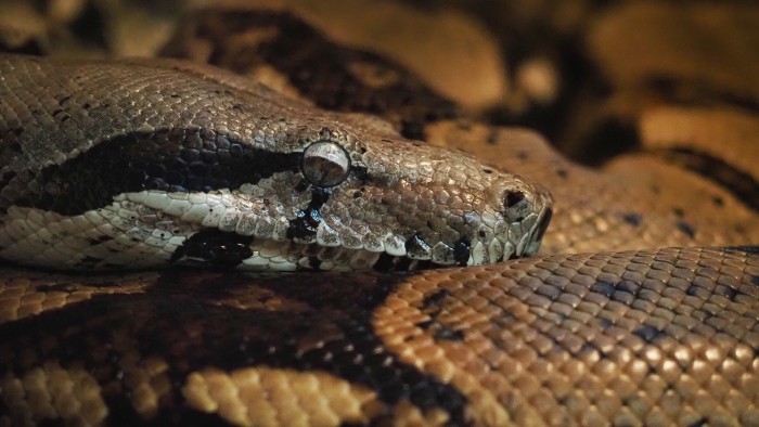 Coiled up python ~ OM system PEN and the M.Zuiko Digital ED 40-150mm f/4-5.6 R, f/5.6, 1/640, ISO 6400