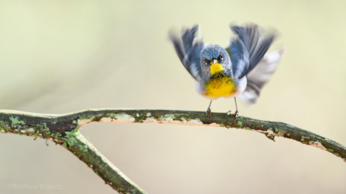 Fallout brings with it great opportunities to see migrants like this Northern Parula drying off at eye level after a rainy morning.
