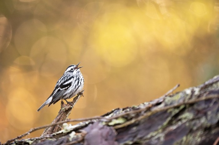 A subject in shade, with the background backlit can produce stunning imagery, but this is no easy feat. A subject in shade, with the background backlit can produce stunning imagery, but this is no easy feat.
